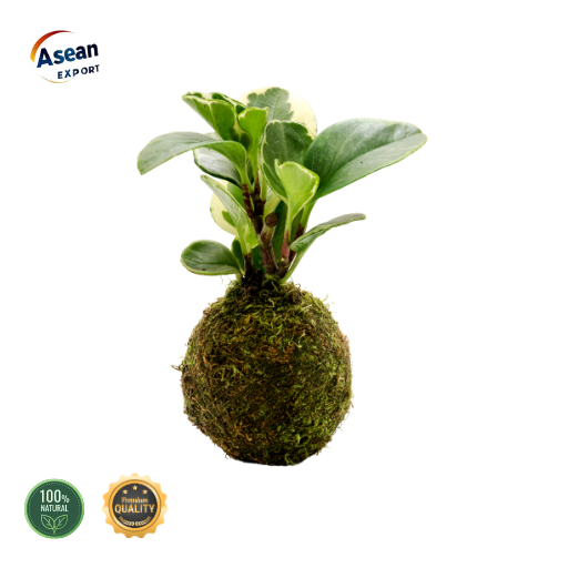 fertilizer for coconut plant Coconut Fertilizer : APM (DIMO) – Plants & Plants Supercentre main image 1